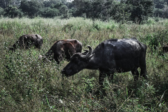 buffalo in the field