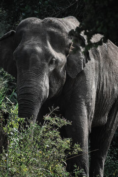 elephant in the forest