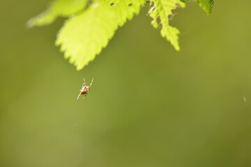 spider that builds a trap between the green leaves in the sun