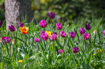 a lot of vivid violet tulips, spring