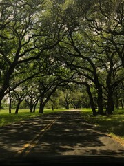 Naklejka premium alley in the park