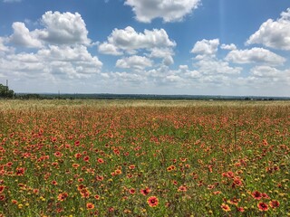 field of poppies