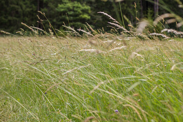 Landscape with meadow of wildflowers and grass near Hildburghausen in Thuringia (Thüringen), Germany