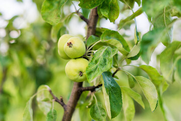 Obraz premium Small young apples growing on the tree. Unripe green fruits hanging on a branch of appletree in the garden in summer. Gardening.