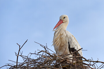 Storch