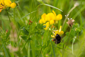 Nature: Bumblebee on plant, macro, close-up, backgrounds
