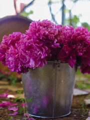 purple flowers in a bucke