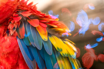 Fototapeta premium Colorful of scarlet macaw feathers, exotic nature background and texture