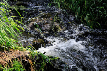 water flowing in the forest
