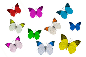 Set of beautiful butterflies isolated on white background