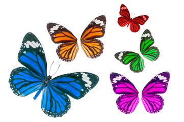 Fototapeta na wymiar Set of beautiful butterflies isolated on white background