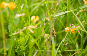 Grasshopper in green grass 