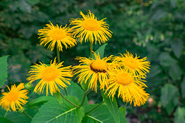 Elecampane flowers blooming, (Inula helenium), with green leaves background