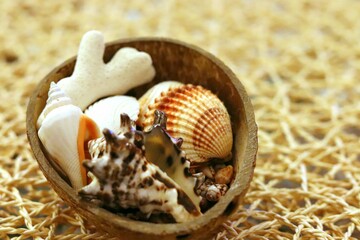 seashell on the beach