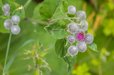 Arctium tomentosum (woolly burdock, downy burdock, Filz-Klette, Filzige Klette, Wollklette), family Asteraceae, Close-up, near Hildburghausen in Thuringia, Germany