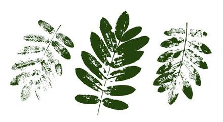 Vector rowan leaf print.  Set with stamp leaves. Hand drawn floral elements for your design