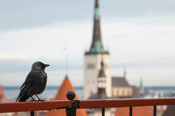 Wet crow jackdaw sitting on parapet rail against the background of the old city of Tallinn.