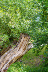 Ancious willow near Hildburghausen in Thuringia (Thüringen), Germany
