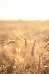 Ears of Golden wheat are closed. Rural scene in the sunlight. Summer background of ripening ears of agricultural landscape. Natural product of the wheat field.