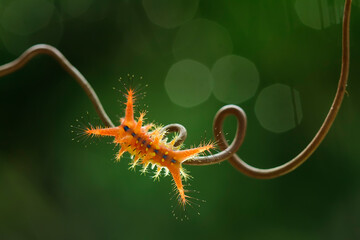 Orange caterpillars with unique feathers which are dangerous when exposed to the skin, very fast leaf eaters, very agile but very beautiful.
