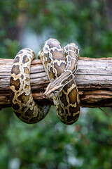 snake in the forest