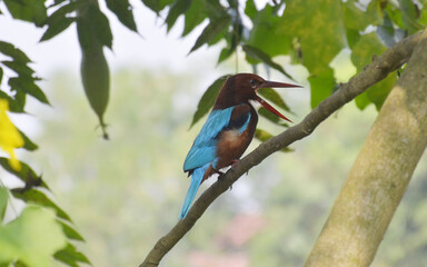 A kingfisher sitting on a branch