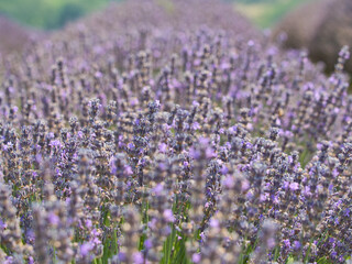 Fototapeta premium Flower lavender plant ready to be harvested and processed