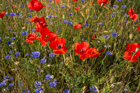 Kornblüte Images – Browse 23 Stock Photos, Vectors, and Video