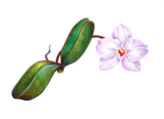 Watercolor branch white orchid on white background. Floral illustration.