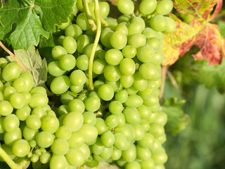 Vines with large bunches of grapes of a bright green color