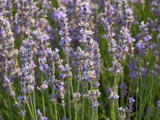 Flower lavender plant ready to be harvested and processed