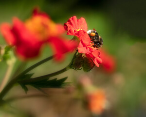 bee on flower