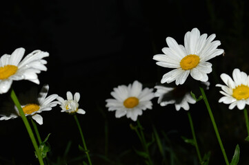 Beautiful daisies, white. big blooming ones in the night.