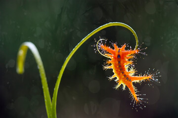 Caterpillar on Leaf