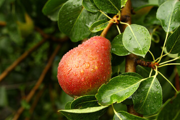 Photo of a ripe red pear on a branch with green leaves and drops after the rain. Environmentally friendly. Grown tree do it yourself. Veganism and veterianism. Natural vitamins in fruits.