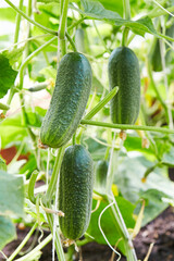 Young cucumbers growing in the ground in a greenhouse.  Organic cucumbers in the vegetable garden. 