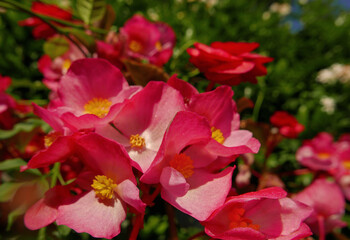 Fototapeta na wymiar allegre begonie rosse firote in giardino d'estate