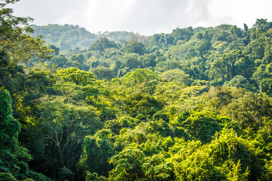 Dense jungle vegetation above hidden Palenque archeological site of old Mayan civilization
