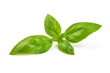 Fresh basil leaves, close-up, isolated on a white background