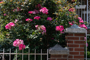 Beautiful Pink Rose Bush during Spring with a Fence in a Home Garden in Astoria Queens New York