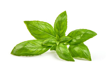 Fresh basil leaves, close-up, isolated on a white background