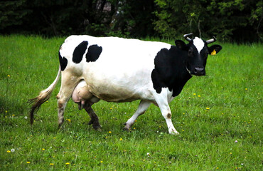 Naklejka na ściany i meble young dairy cows, go from pasture through green meadow along forest, with young gobies and heifers.