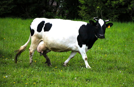 young dairy cows, go from  pasture through  green meadow along  forest, with young gobies and heifers.