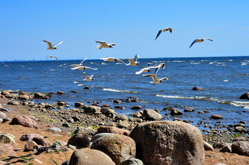 A flock of gulls flying over the rocky coast of the sea.