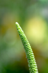 green fern leaf