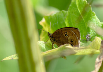 Fototapeta premium butterfly on green leaf