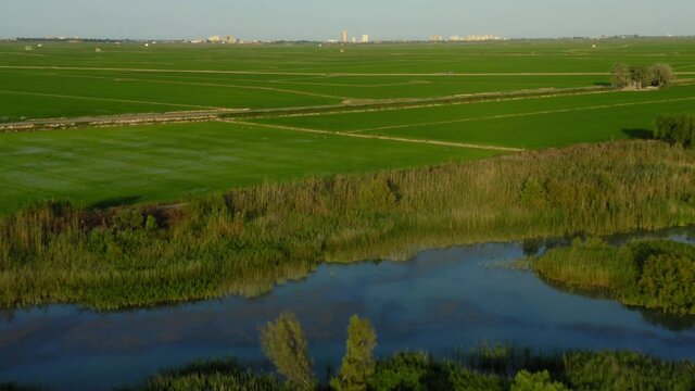 Wetland rice fields in valencia spain aerial view