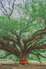 Fototapeta premium Big tree in Thailand