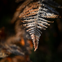 frosted fern