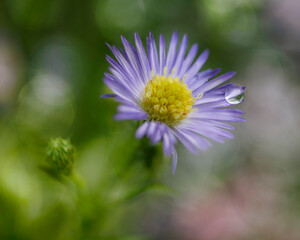 Obraz premium Daisy Flower